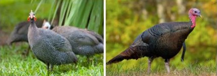 A photo of guinea fowl and a turkey