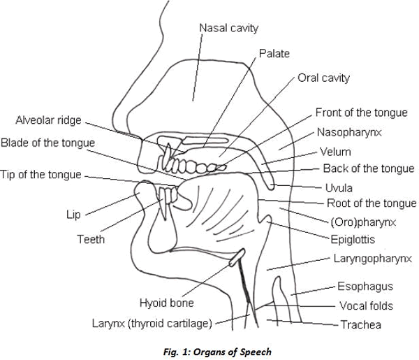 The organs of speech